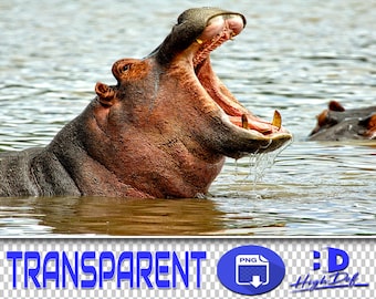 50 Hippo PNG Overlays: Transparent Wildlife Photos (Digital Download)