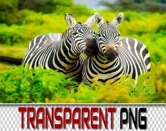 50 Zebra PNG Overlays: Transparent Wildlife Clipart (Digital Download)