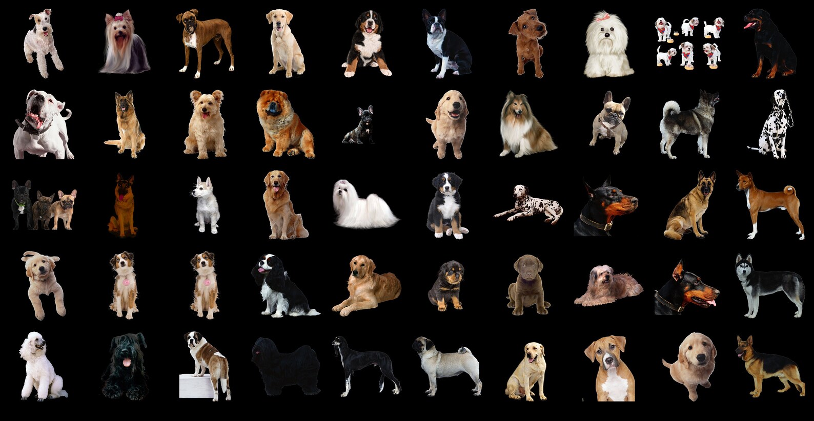300 Dogs PNG Overlays: Transparent Puppy Clipart (digital Download) - Etsy