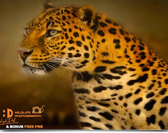 100 Leopard Photography Overlays: Wildlife Digital Art (PNG)