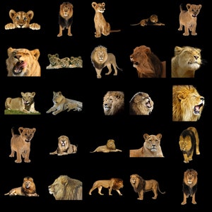 100 LIONS TRANSPARENT PNG Photoshop Overlays, Png Animals, Png Wildlife, Png Files, Photoshop Png Clipart Graphic, Png Lion, Png Wild Cat image 5