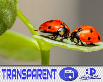Ladybug PNG Overlays: Transparent Photoshop Clipart (Digital Download)