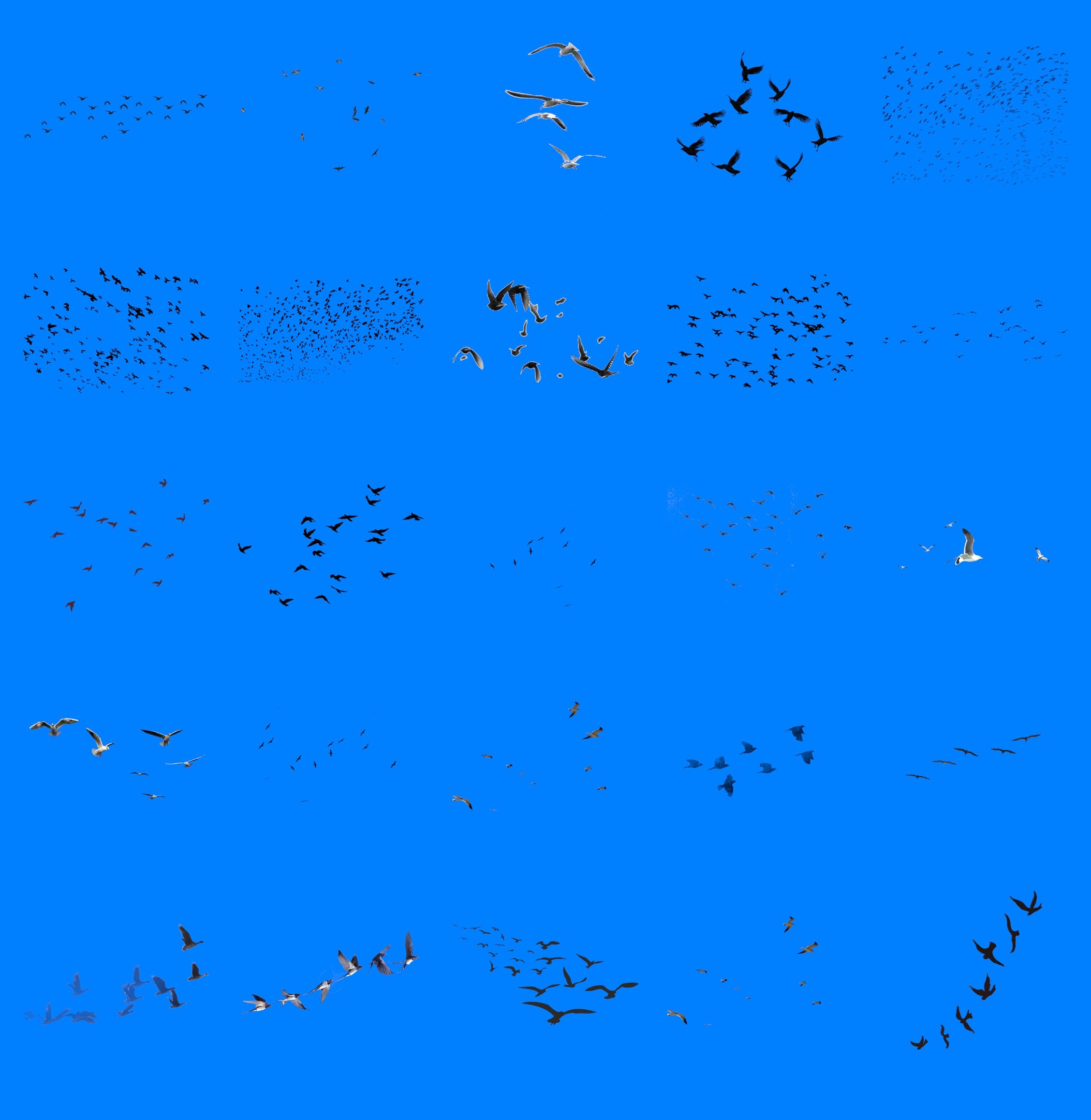 Bird Pattern Overlay 100 Bird Flock PNG Overlays: Transparent Photoshop Files - Etsy