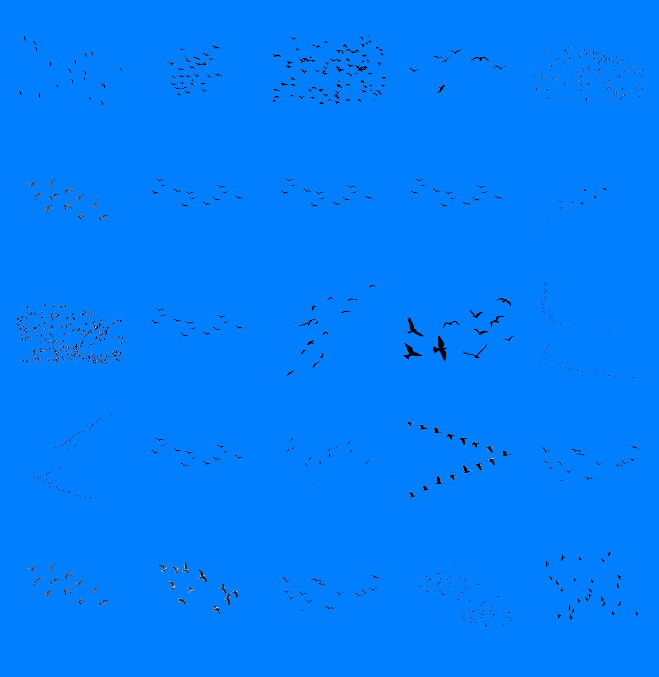Bird Pattern Overlay 100 Bird Flock PNG Overlays: Transparent Photoshop Files - Etsy