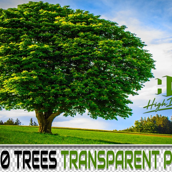 200 TREES TRANSPARENT PNG Photoshop Overlays, Digital Texture, Background, Backdrop, Photo, Png Trees, Nature, Forest, Wood, Grass Overlays