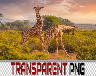 100 Giraffe PNG Overlays: Transparent Wildlife Clipart (Digital Download)