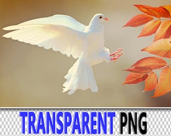 100 Dove PNG Overlays: Transparent Flying Bird Graphics (Digital Download)