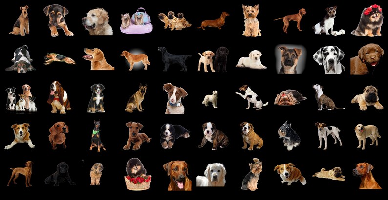 300 Dogs PNG Overlays: Transparent Puppy Clipart (digital Download) - Etsy