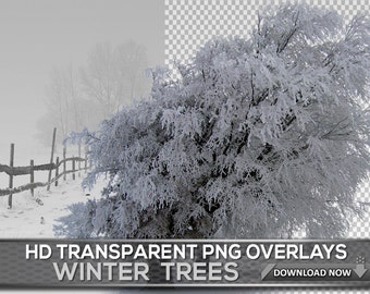 30 WINTER TREES TRANSPARENT Png in Snow Overlays - Transparent Png Tree Photoshop Overlays of White Frozen Snow Trees for Photo Editing