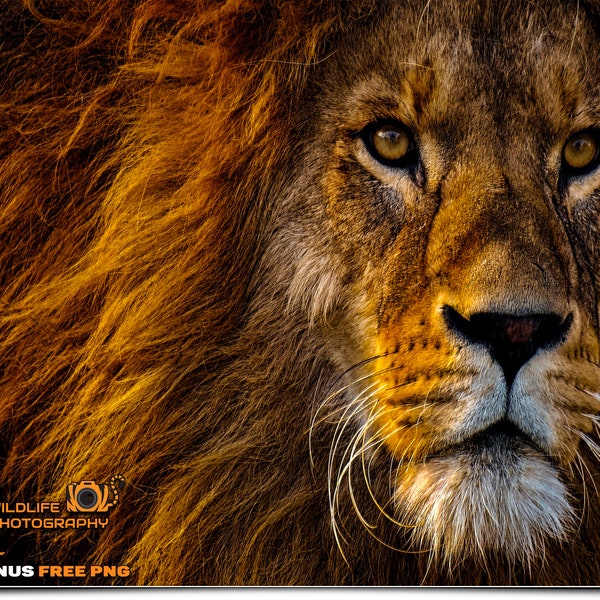 100 LION WILDLIFE DIGITAL Animals Photography, Photoshop Overlays, Backdrops, Backgrounds, Graphics, Prints, Photos, Images, Pictures, Art