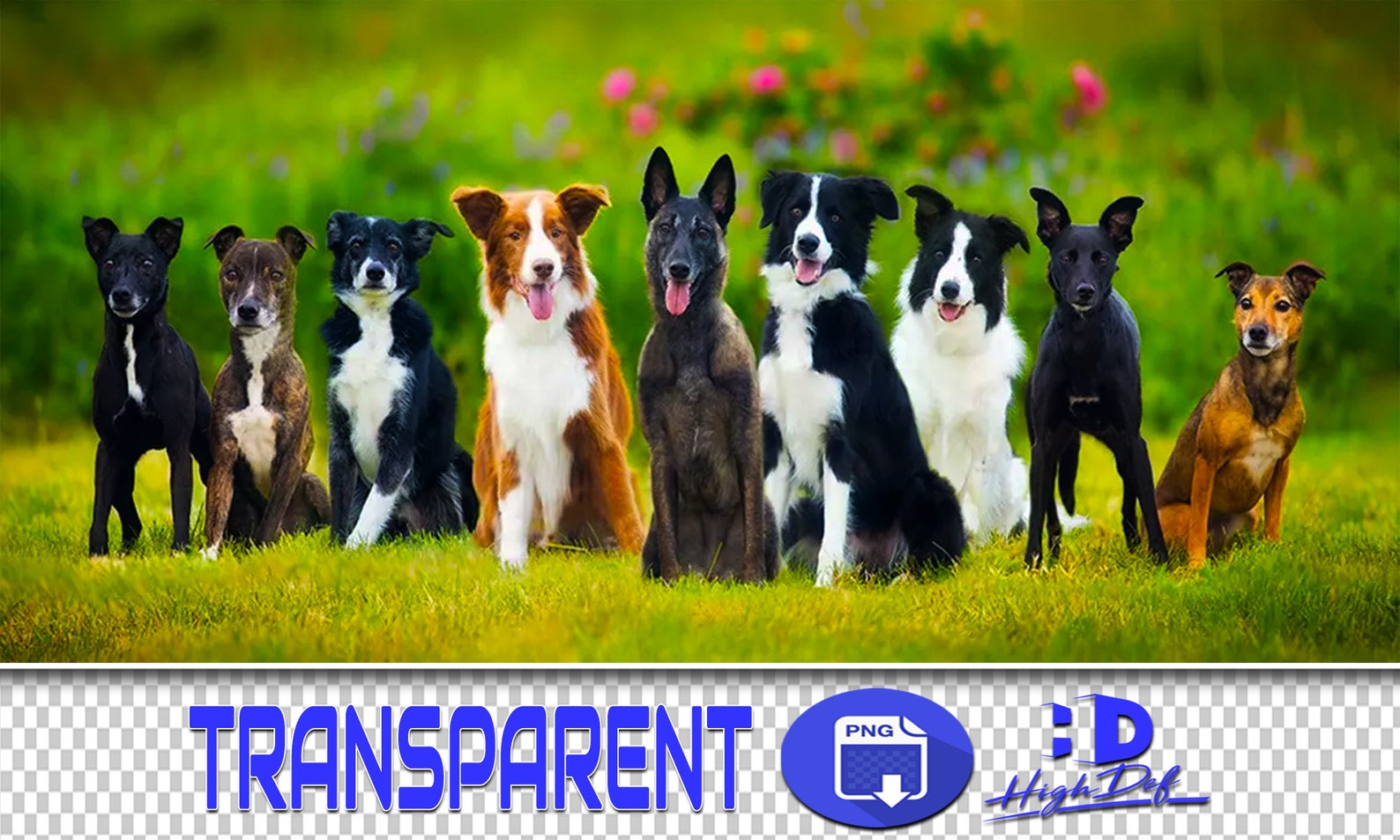 300 Dogs PNG Overlays: Transparent Puppy Clipart (digital Download) - Etsy