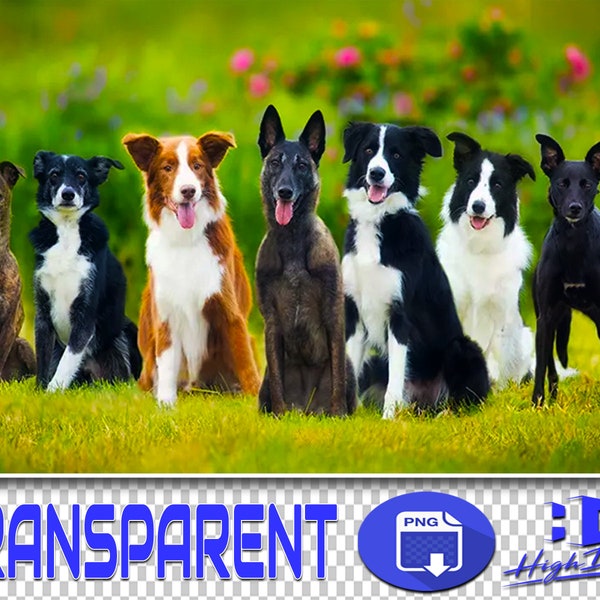 300 DOGS TRANSPARENT PNG Photoshop Overlays, Png Animals, Png Wildlife, Png Files, Photoshop Png, Png Clipart, Png Dog, Png Puppy, Png Dogs