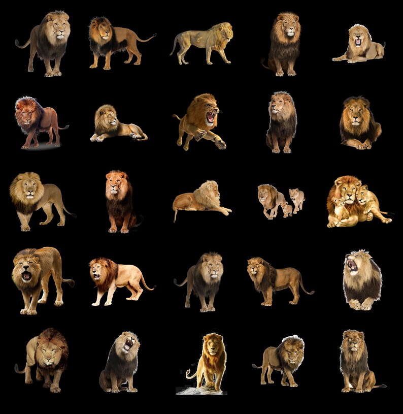 100 LIONS TRANSPARENT PNG Photoshop Overlays, Png Animals, Png Wildlife, Png Files, Photoshop Png Clipart Graphic, Png Lion, Png Wild Cat image 3