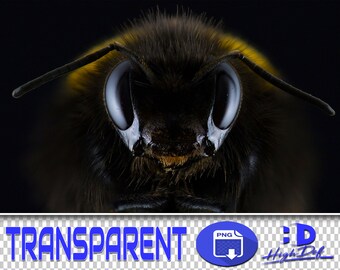 50 Bee PNG Overlays: Transparent Flying Bumblebees (Digital Download)