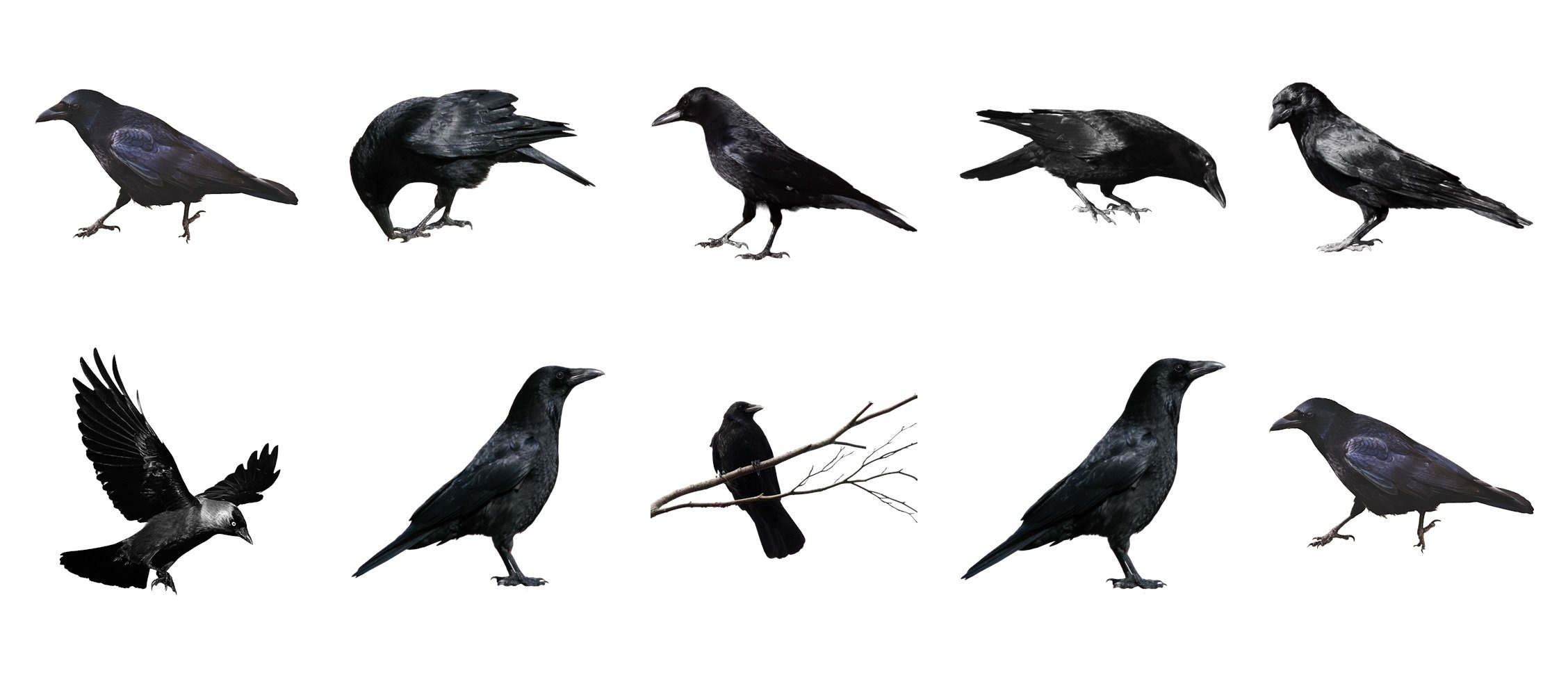 50 Crow PNG Overlays: Transparent Raven Graphics (digital Download) - Etsy