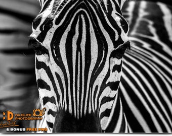 Zebra Photography Overlays: Wildlife Graphics, Backgrounds (Digital Download)