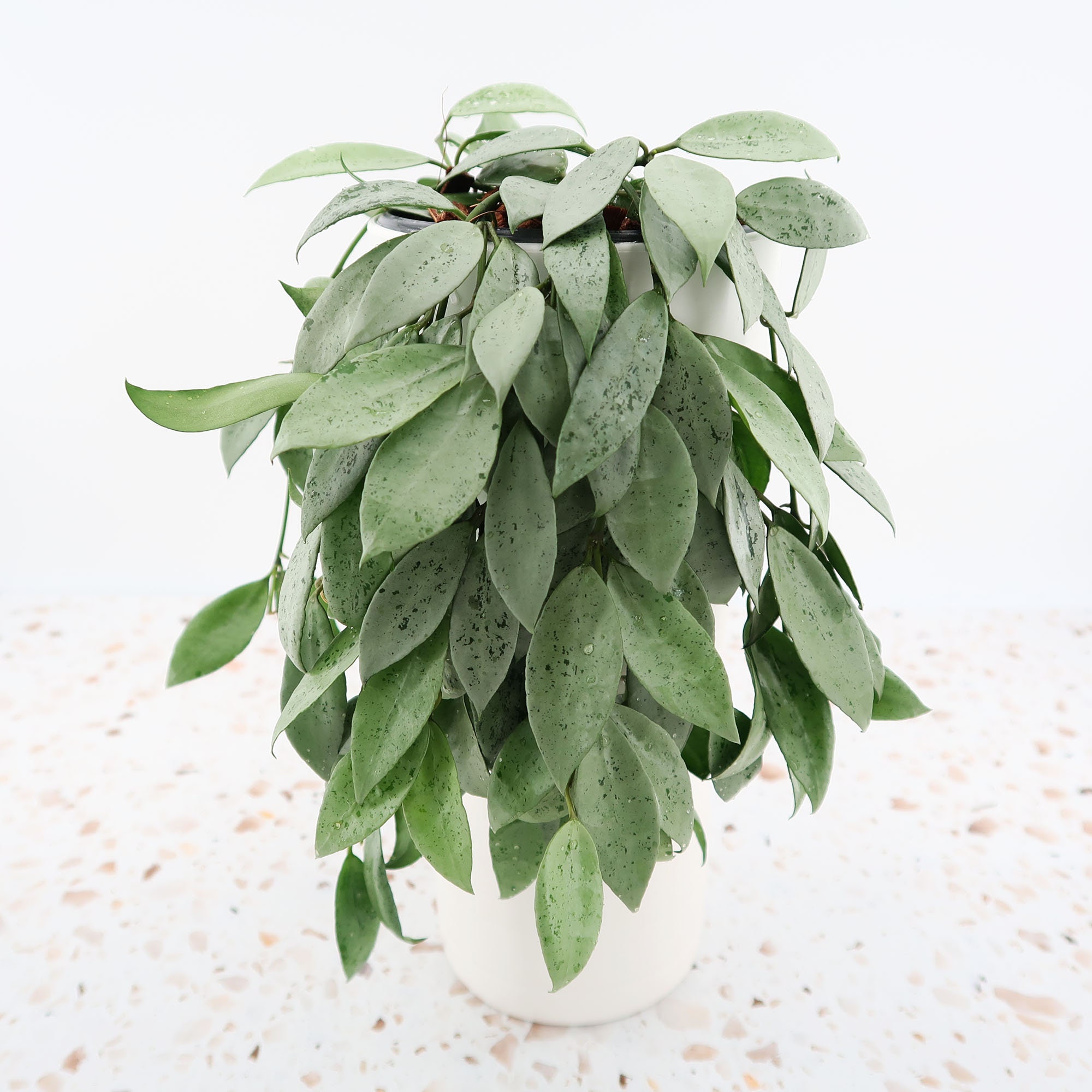 Hoya Lacunosa Silver 