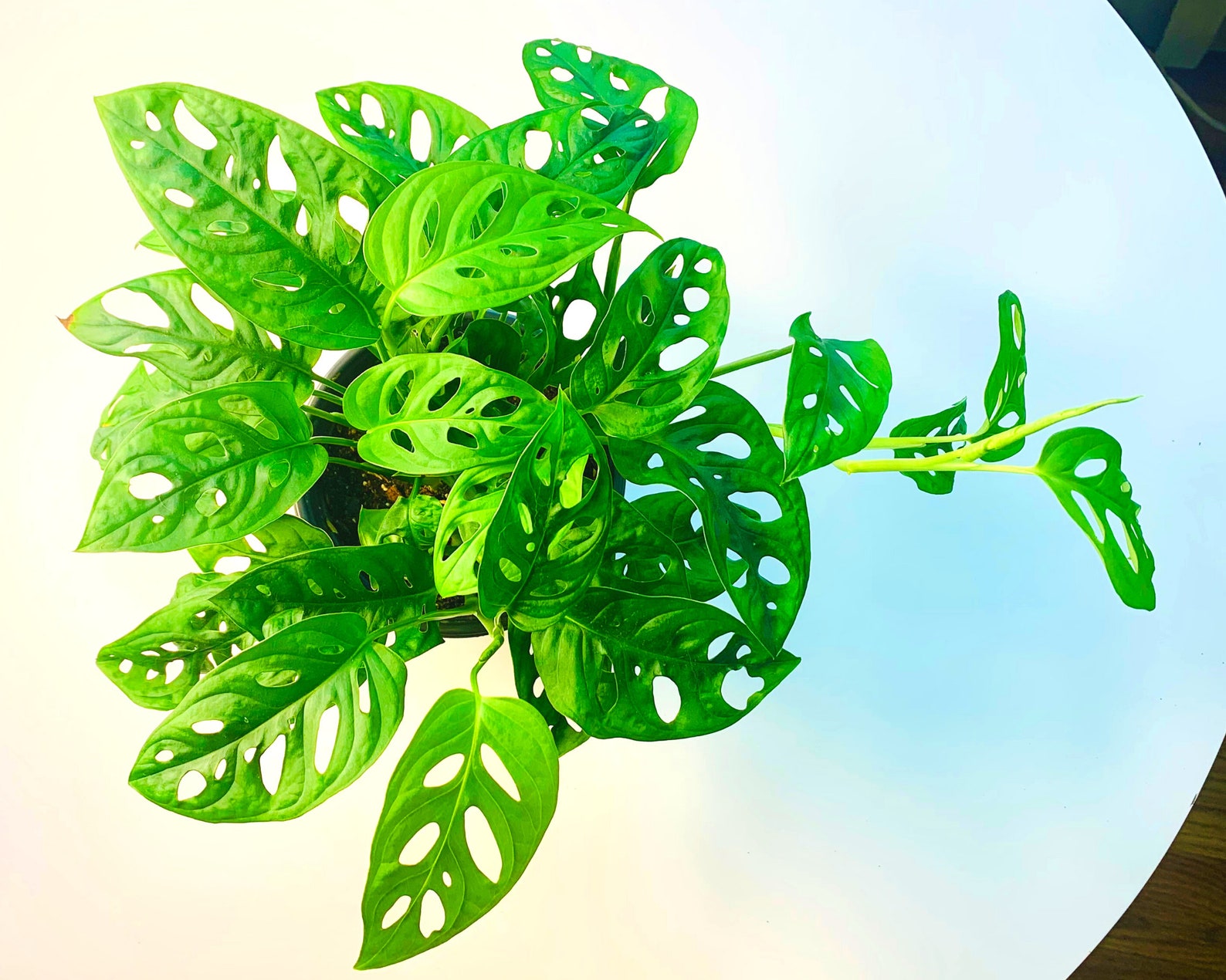 Monstera Adansonii Narrow Form Plant Cutting Narrow Leaf Etsy
