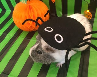 Spider Guinea pig costume for Halloween. Spider costume for small pet