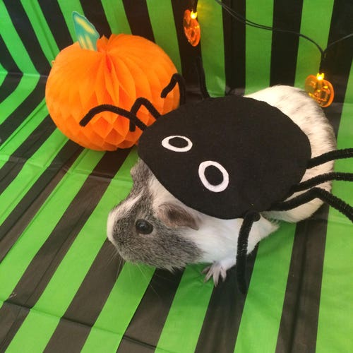 Halloween Guinea Pig Costume. Pumpkin Costume for Small Pet. Etsy