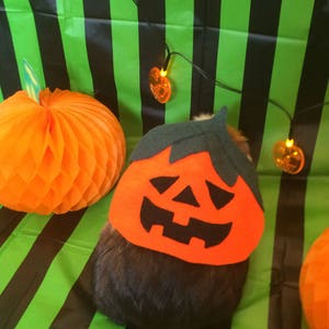 Halloween Guinea pig costume. Pumpkin costume for small pet. image 3