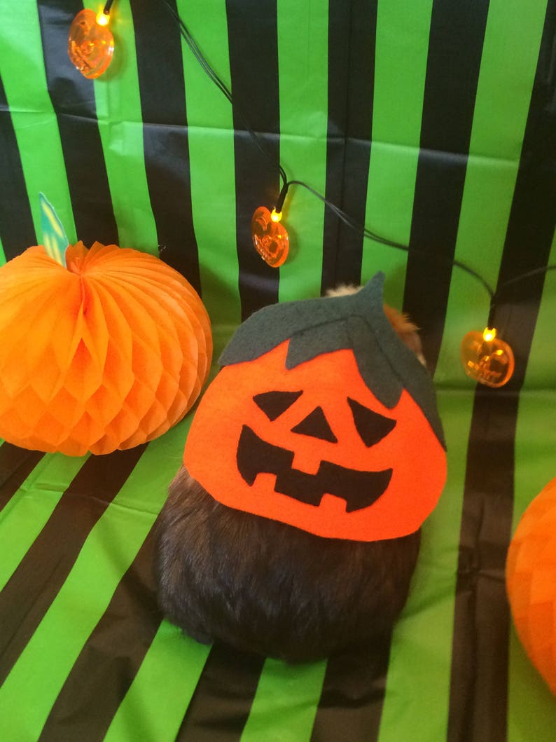 Halloween Guinea pig costume. Pumpkin costume for small pet. image 3