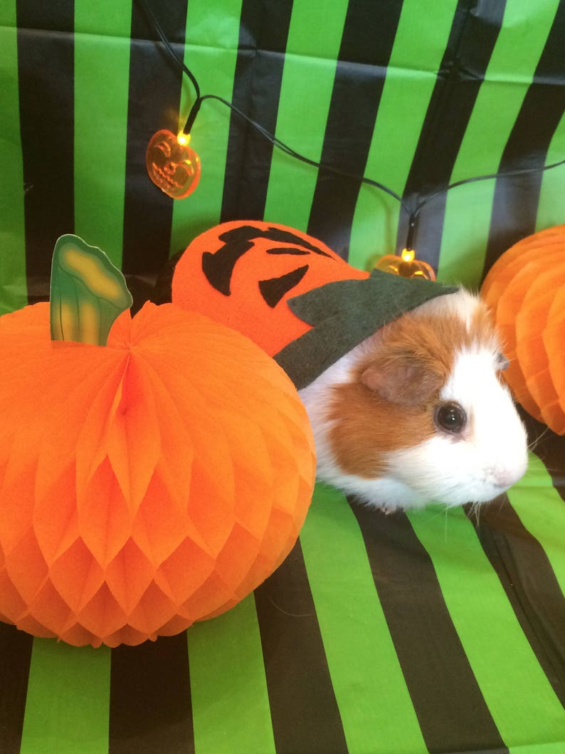 Halloween Guinea pig costume. Pumpkin costume for small pet. image 2