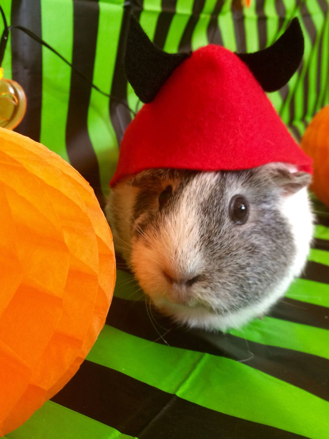 Guinea Pig Costume for Halloween Devil Costume for Small Pet Etsy