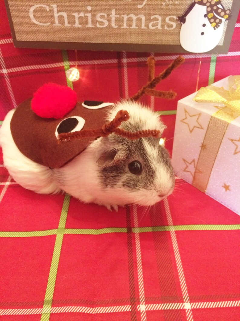 Guinea Pig Christmas Costumes 