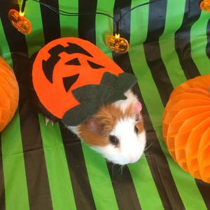 Halloween Guinea pig costume. Pumpkin costume for small pet. image 1