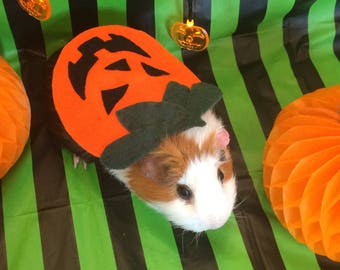 Halloween Guinea pig costume. Pumpkin costume for small pet.