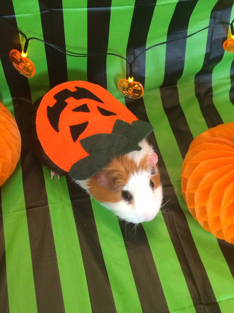 Halloween Guinea pig costume. Pumpkin costume for small pet. image 1