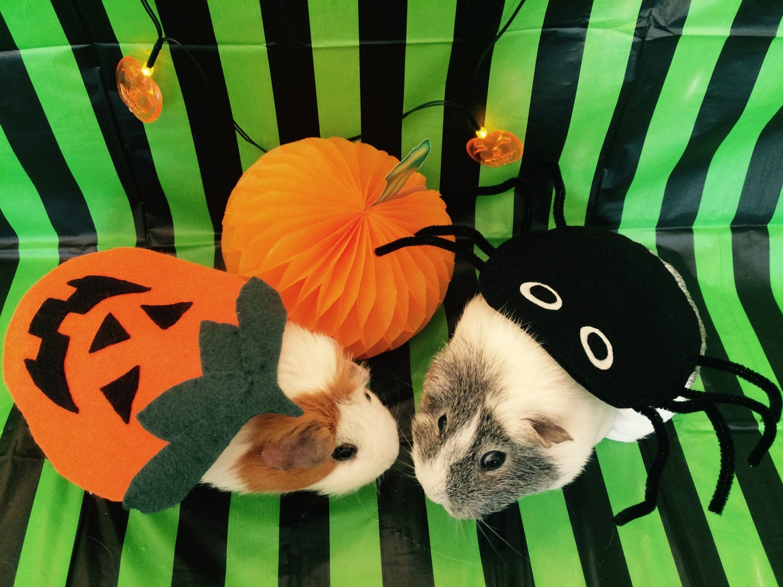Halloween Guinea Pig Costume. Pumpkin Costume for Small Pet. Etsy UK