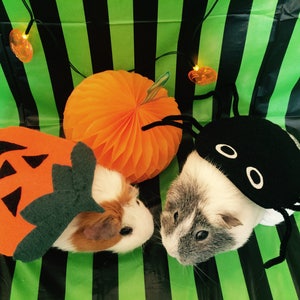 Halloween Guinea pig costume. Pumpkin costume for small pet. image 4