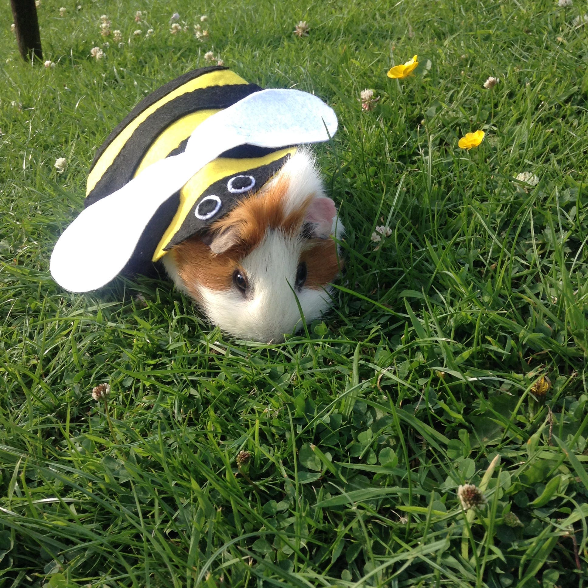 Costume de Cochon d'inde - Costume Bourdon Pour Petit Animal Compagnie. Mignon Unique Fait à La Main