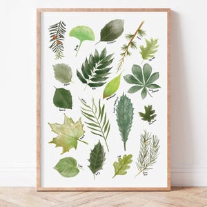 May include: A framed botanical print displaying watercolour illustrations of diverse leaf types. The leaves are in shades of green and yellow, with some labelled with their common names. The frame is a light brown colour, and the print is displayed against a white wall.