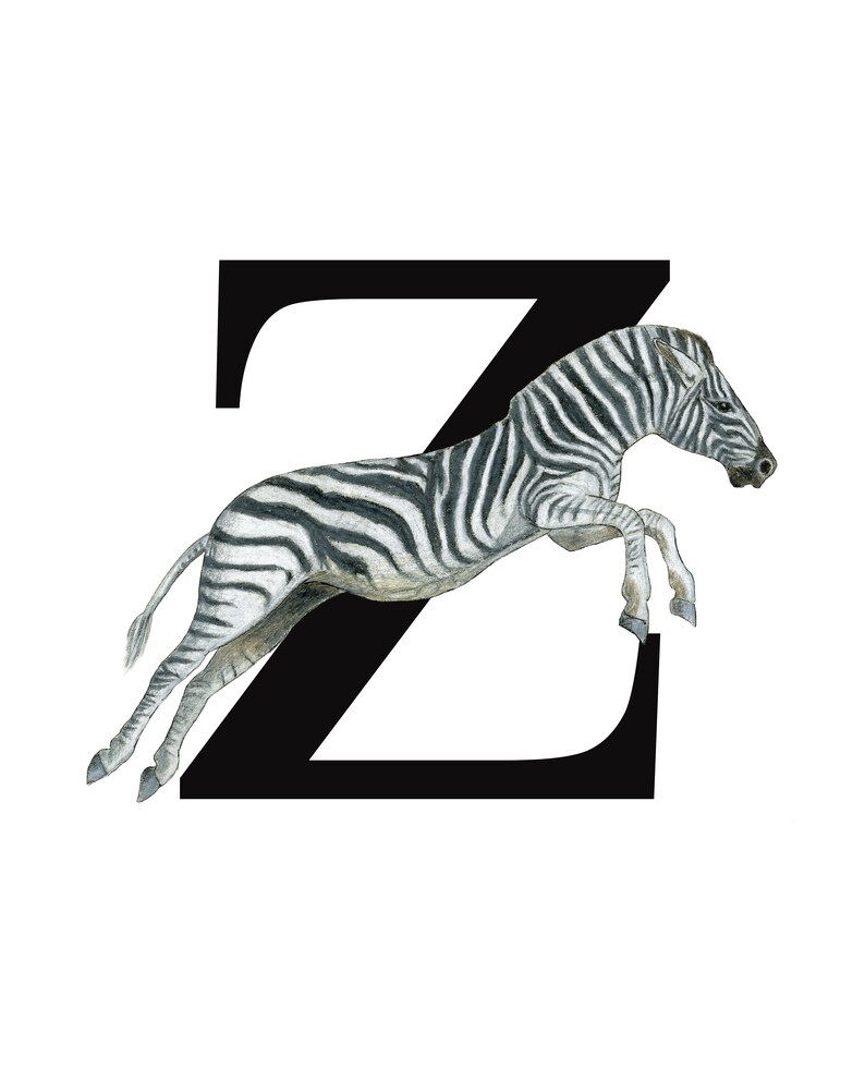 Z for Zebra Animal Alphabet Giclée Print Nursery Wall | Etsy