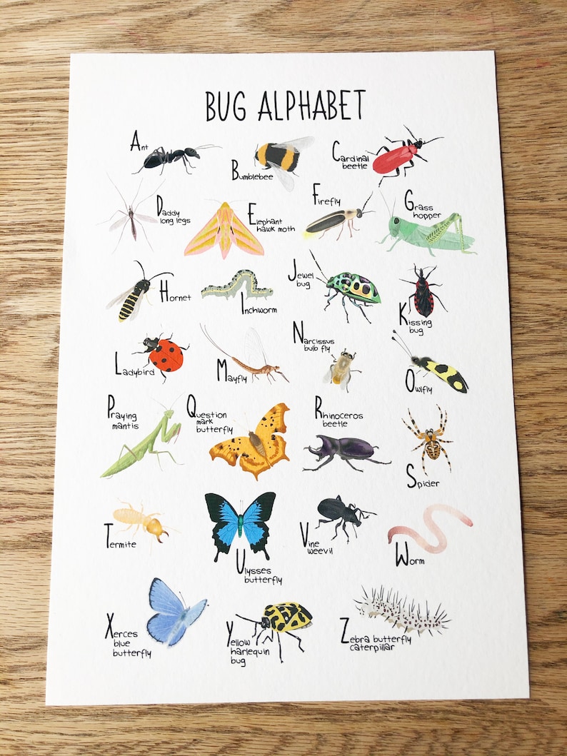 Bug Alphabet Print, ABC Poster, Children's Print, Wall Decor, Nursery, Insects, A-Z, Nature, Colourful Wall Art, Educational Poster immagine 4