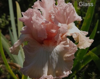 Heart of Glass tall bearded iris elegant laced ruffled pink- tangerine beards-ships now