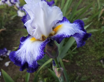 Dashing Indigo-tall bearded iris fragrant-  blue/purple icy white-golden yellow beards- ships now