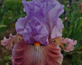 Tall bearded iris-SUDDEN BLISS-ruffled soft lavender/pink -fragrant- ships now