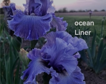 OCEAN LINER-Tall bearded iris- Lavender-blue with textured veining-gorgeous blooms-Awards-ships now