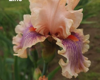CENTERLINE tall bearded iris cameo pink-washed red violet-darker red purple veins-Awards- ships now