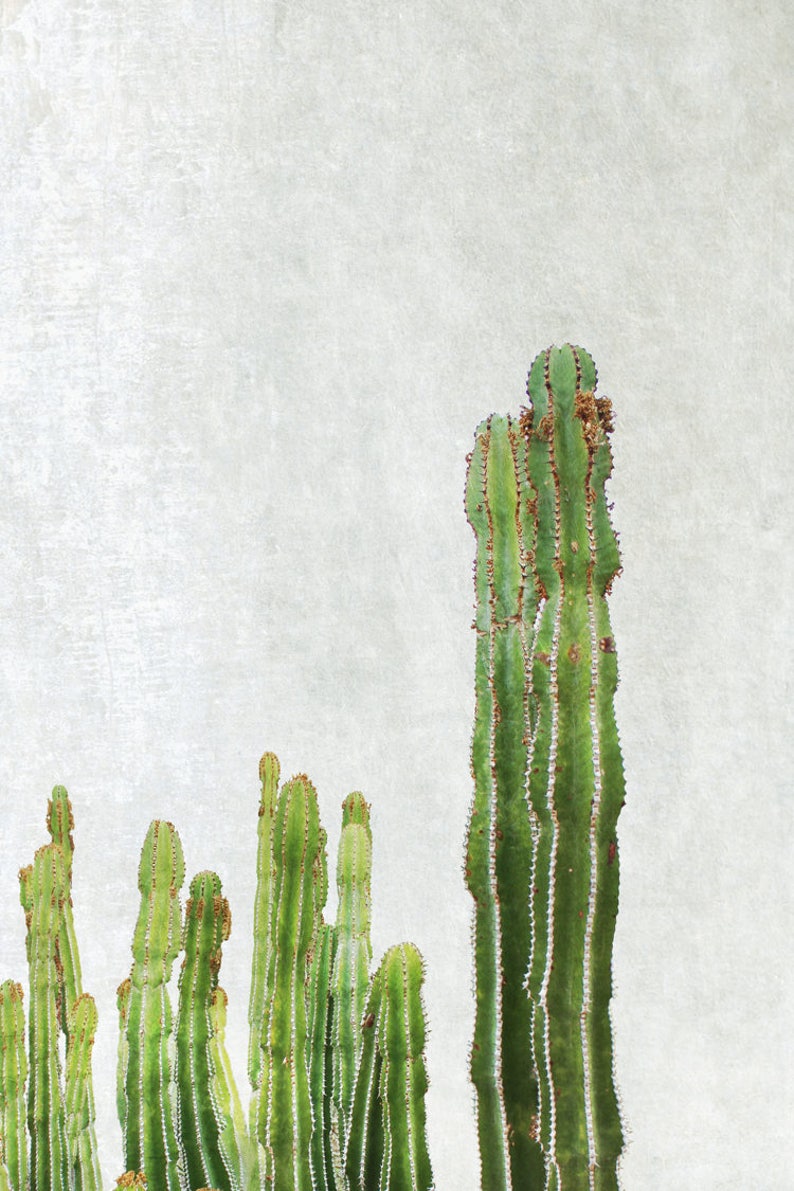 Cactus Print Botanical Print Cactus Wall Art Cactus Wall Decor Etsy