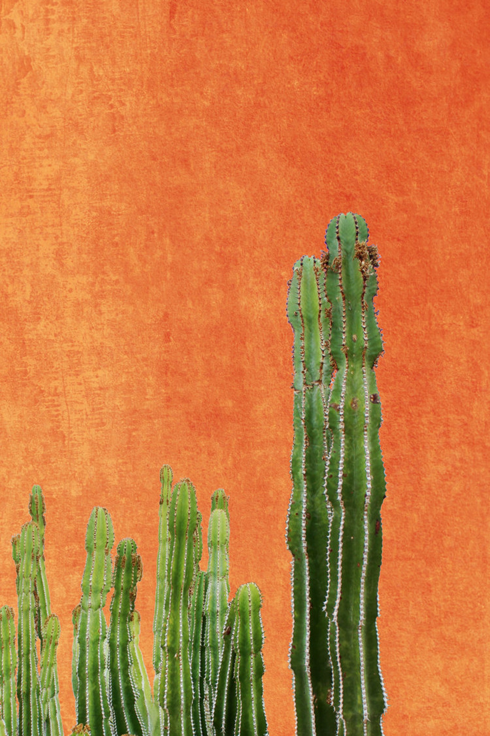Cactus Print Botanical Print Cactus Wall Art Cactus Wall Decor Etsy