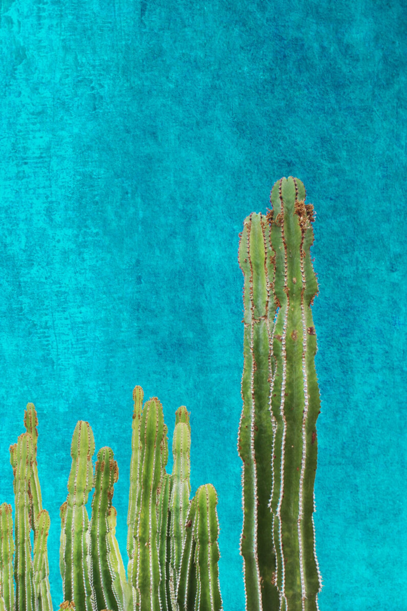 Cactus Print Botanical Print Cactus Wall Art Cactus Wall Decor Etsy