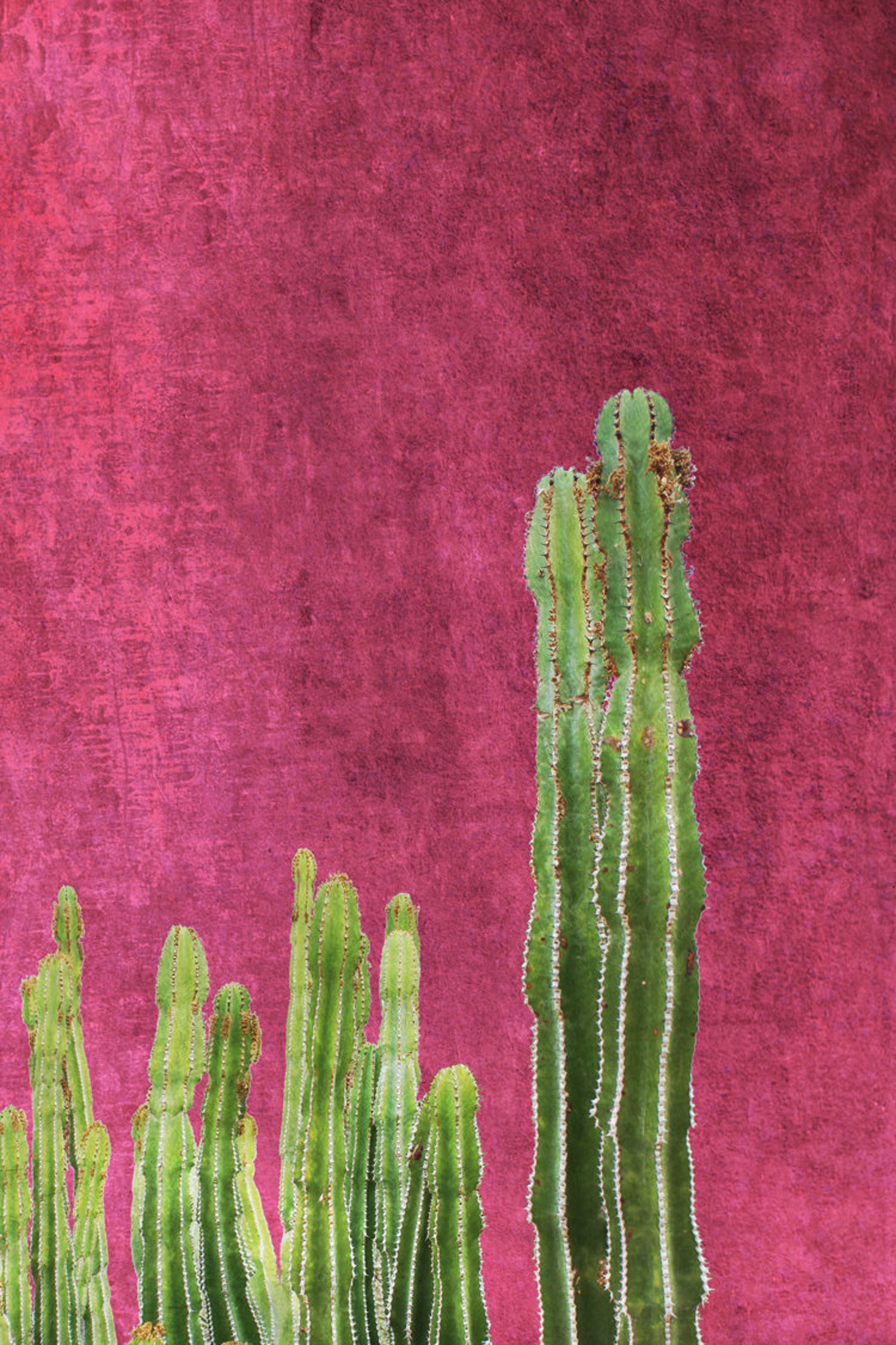 Cactus Print Botanical Print Cactus Wall Art Cactus Wall Decor Etsy