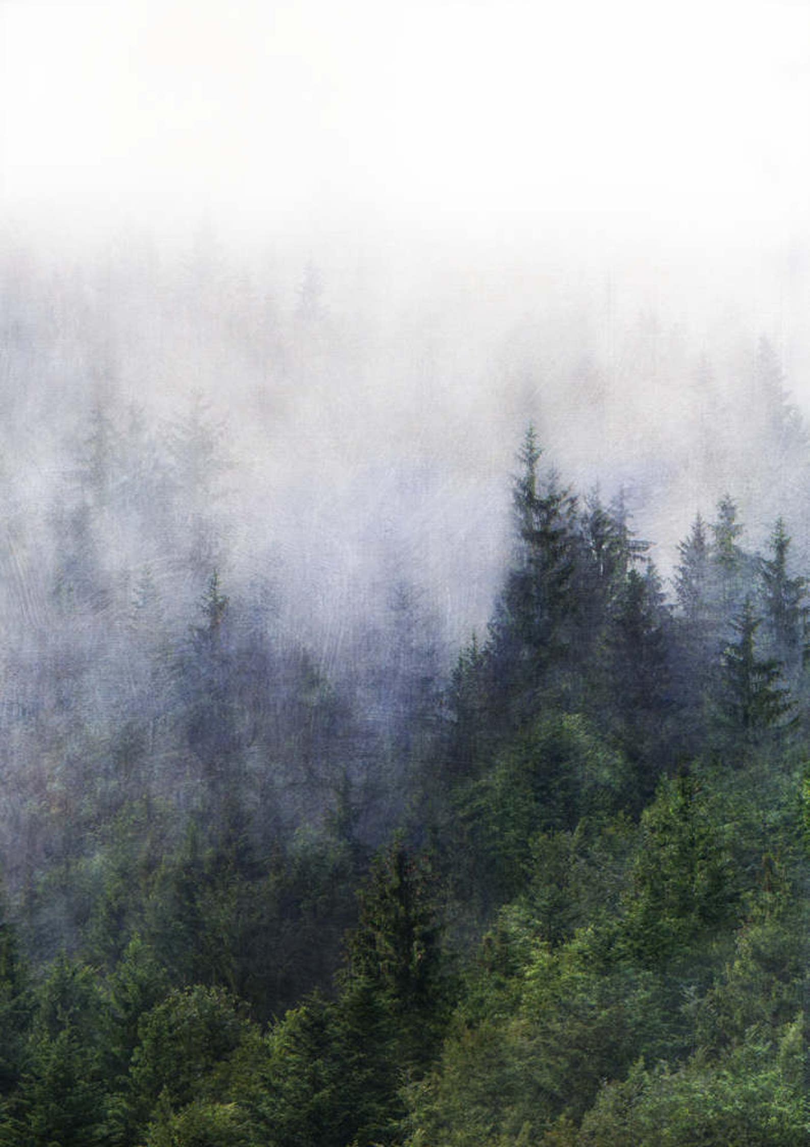 Forest Print Wall Art Set Nature Photography Prints Giclee Art Etsy