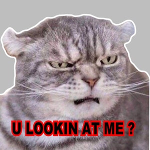 Angry Cat Car Decal-Bumper Sticker-Lookin At Me