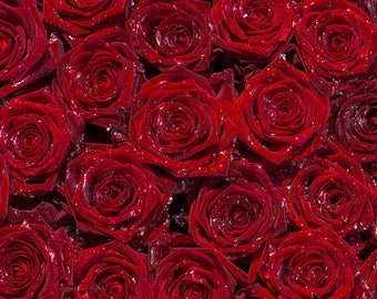 Pink Red Flowers Rose Photography Background Computer-Printed Vinyl Backdrops 75ft Pink Red Flowers Rose Photography Background Computer-Printed Vinyl Backdrops 75ft